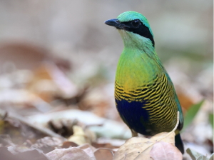 Bar-bellied Pitta, 斑腹八色鸫, Hydrornis elliotii-gallery-