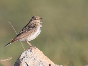 Hume’s Short-toed Lark, 细嘴短趾百灵, Calandrella acutirostris-gallery-