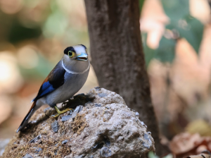 Silver-breasted Broadbilll, 银胸丝冠鸟, Serilophus lunatus-gallery-