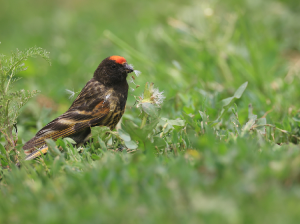 Red-fronted Serin, 金额丝雀, Serinus pusillus-gallery-