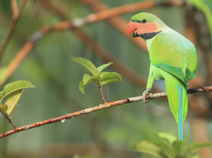 Long-tailed Parakeet, 长尾鹦鹉, Psittacula longicauda-gallery-