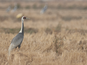 White-naped Crane, 白枕鹤, Antigone vipio-gallery-