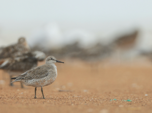 Red Knot, 红腹滨鹬, Calidris canutus-gallery-