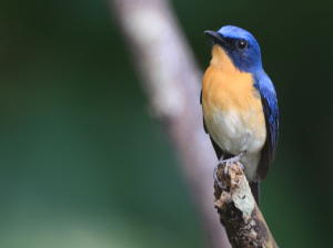 Tickell’s Blue Flycatcher, 梯氏仙鹟, Cyornis tickelliae-gallery-