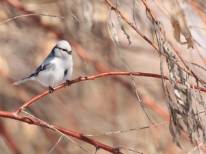 Azure Tit, 灰蓝山雀, Cyanistes cyanus-gallery-