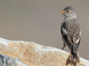 Black-winged Snowfinch, 褐翅雪雀, Montifringilla adamsi-gallery-