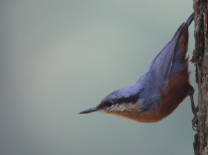 Chestnut-bellied Nuthatch, 栗腹?, Sitta cinnamoventris-gallery-