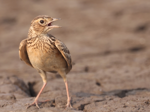 Oriental Skylark, 小云雀, Alauda gulgula-gallery-