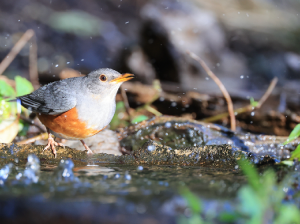 Grey-backed Thrush, 灰背鸫, Turdus hortulorum-gallery-