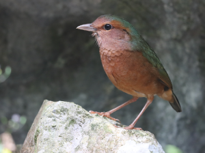 Blue-rumped Pitta, 蓝背八色鸫, Hydrornis soror-gallery-