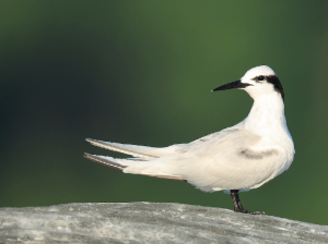 Black-naped Tern, 黑枕燕鸥, Sterna sumatrana-gallery-