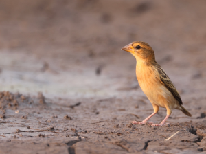 Baya Weaver, 黄胸织布鸟, Ploceus philippinus-gallery-