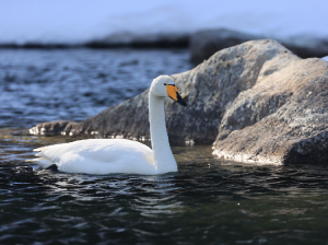 Whooper Swan, 大天鹅, Cygnus cygnus-gallery-