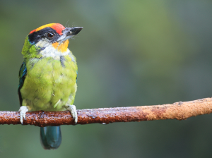 Golden-throated Barbet, 金喉拟啄木鸟, Psilopogon franklinii-gallery-