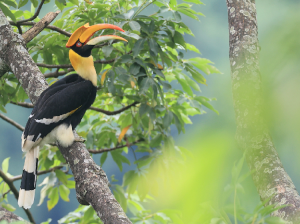 Great Hornbill, 双角犀鸟, Buceros bicornis-gallery-