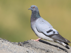 Hill Pigeon, 岩鸽, Columba rupestris-gallery-