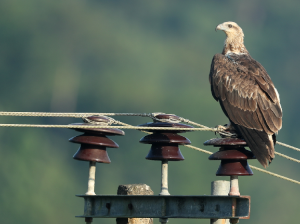 White-bellied Sea Eagle, 白腹海雕, Haliaeetus leucogaster-gallery-