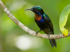 Copper-throated Sunbird, 铜喉花蜜鸟, Leptocoma calcostetha-gallery-