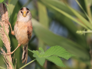 Reed Parrotbill, 震旦鸦雀, Paradoxornis heudei-gallery-