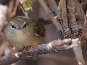 Hume’s Bush Warbler, 休氏树莺, Horornis brunnescens-gallery-