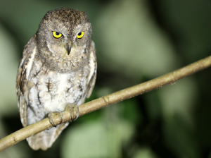 Oriental Scops Owl, 红角鸮, Otus sunia-gallery-