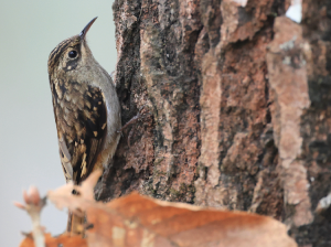 Sikkim Treecreeper, 褐喉旋木雀, Certhia discolor-gallery-