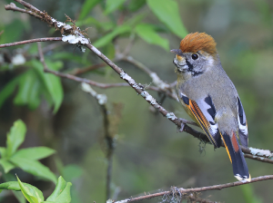 Bar-throated Minla, 斑喉希鹛, Actinodura strigula-gallery-