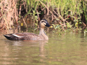 Eastern Spot-billed Duck, 斑嘴鸭, Anas zonorhyncha-gallery-