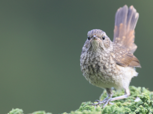 Himalayan Rubythroat, 黑胸歌鸲, Calliope pectoralis-gallery-