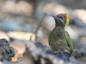 Lesser Yellownape, 黄冠啄木鸟, Picus chlorolophus-gallery-