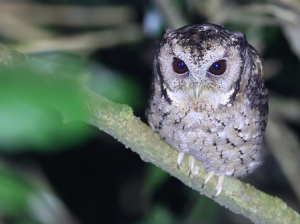 Collared Scops Owl, 领角鸮, Otus lettia-gallery-