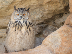 Eurasian Eagle-owl, 雕鸮, Bubo bubo-gallery-