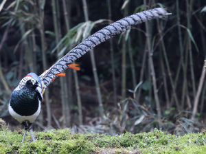 Lady Amherst’s Pheasant, 白腹锦鸡, Chrysolophus amherstiae-gallery-