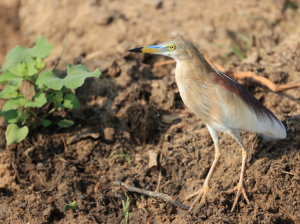 Indian Pond Heron, 印度池鹭, Ardeola grayii-gallery-