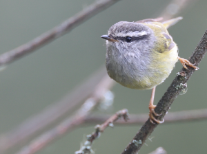 Ashy-throated Warbler, 灰喉柳莺, Phylloscopus maculipennis-gallery-