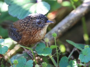 Bar-winged Wren-Babbler, 斑翅鹩鹛, Spelaeornis troglodytoides-gallery-