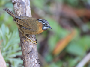 Grey-throated Babbler, 黑头穗鹛, Stachyris nigriceps-gallery-