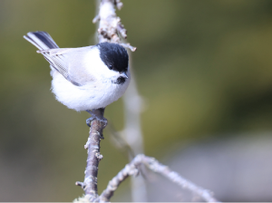 Willow Tit, 褐头山雀, Poecile montanus-gallery-