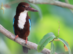 White-throated Kingfisher, 白胸翡翠, Halcyon smyrnensis-gallery-