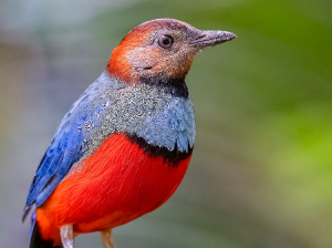 Sulawesi Pitta, 苏拉威西八色鸫, Erythropitta celebensis-gallery-