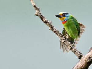 Taiwan Barbet, 台湾拟啄木鸟, Psilopogon nuchalis-gallery-