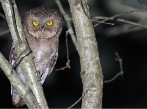 Mountain Scops Owl, 黄嘴角鸮, Otus spilocephalus-gallery-