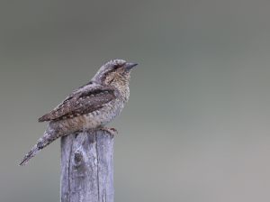 Eurasian Wryneck, 蚁, Jynx torquilla-gallery-