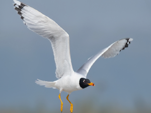 Pallas’s Gull, 渔鸥, Ichthyaetus ichthyaetus-gallery-