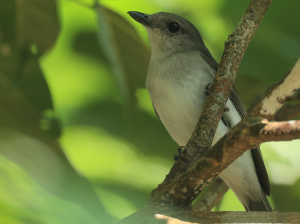 Mangrove Whistler, 红树啸鹟, Pachycephala cinerea-gallery-