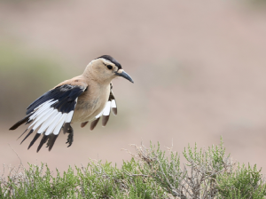 Henderson’s Ground Jay, 黑尾地鸦, Podoces hendersoni-gallery-