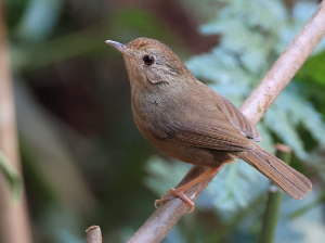 Buff-breasted Babbler, 棕胸雅鹛, Pellorneum tickelli-gallery-