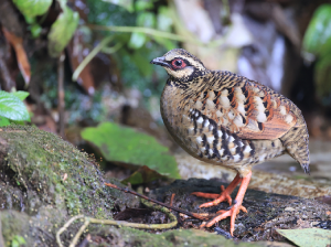 Bar-backed Partridge, 褐胸山鹧鸪, Arborophila brunneopectus-gallery-