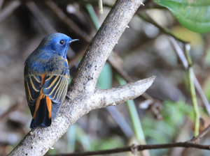 Blue-fronted Redstart, 蓝额红尾鸲, Phoenicurus frontalis-gallery-