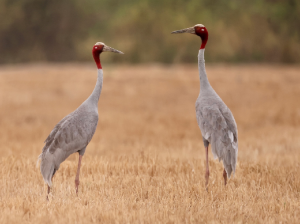 Sarus Crane, 赤颈鹤, Antigone antigone-gallery-